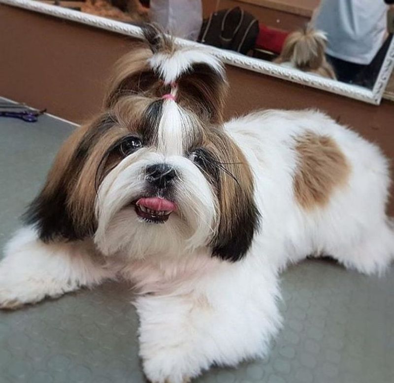 Shih Tzu
