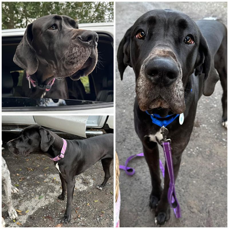 Great Dane