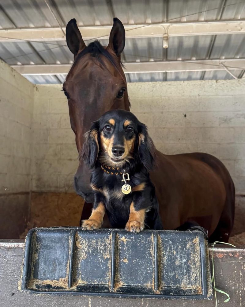 Dachshund
