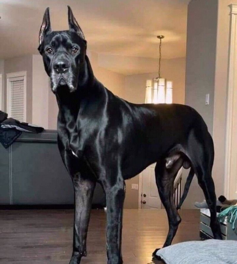 Great Dane