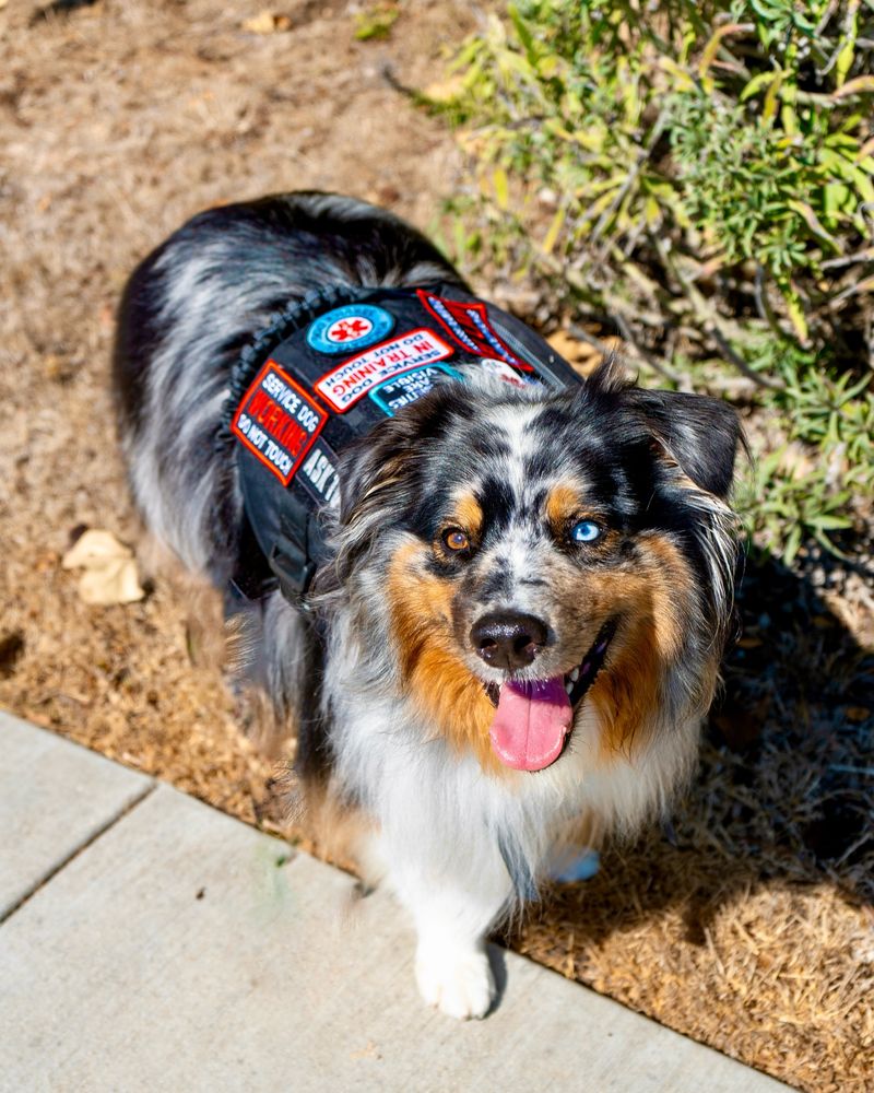 Australian Shepherd