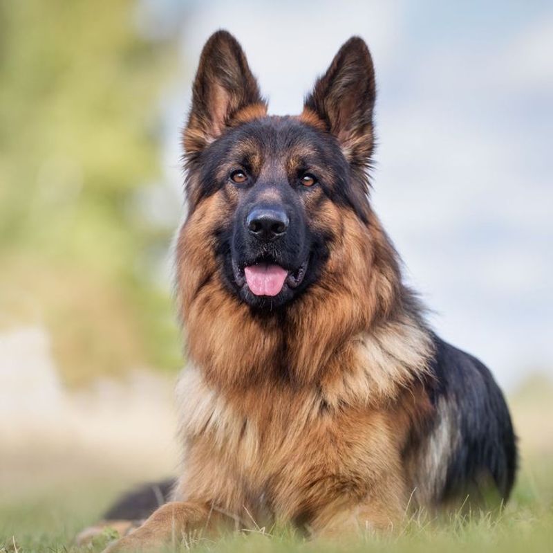German Shepherd