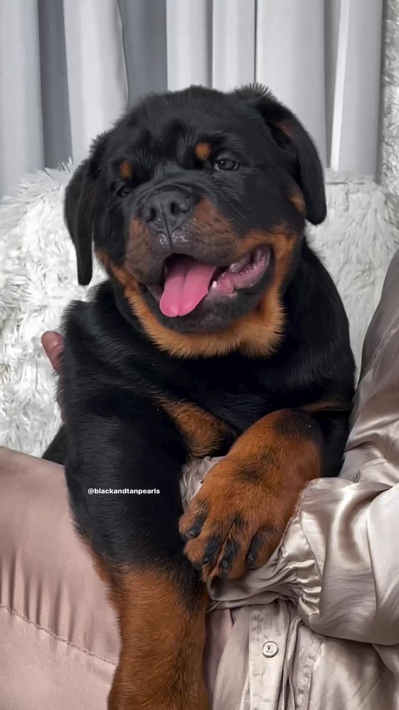 Rottweiler