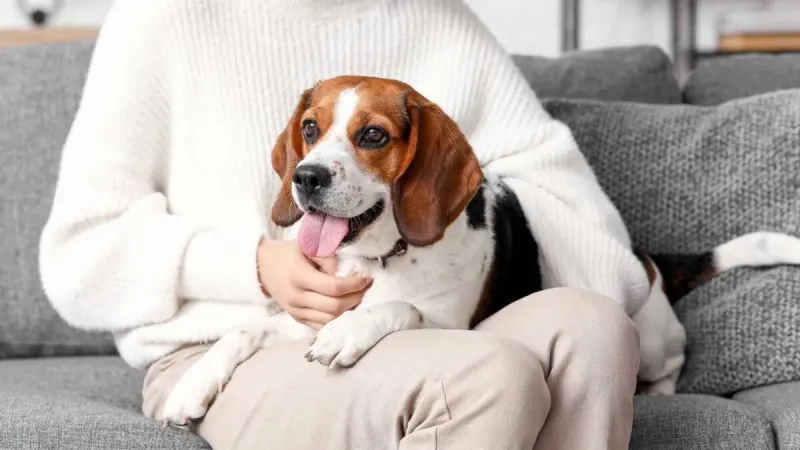 Beagle