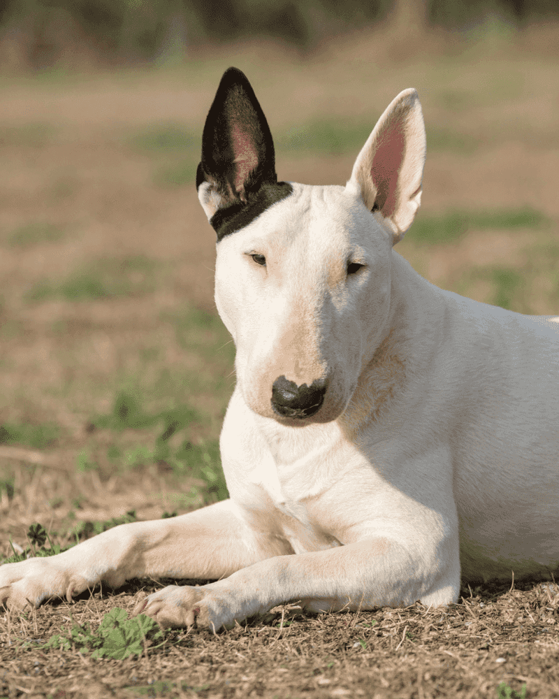 Bull Terrier