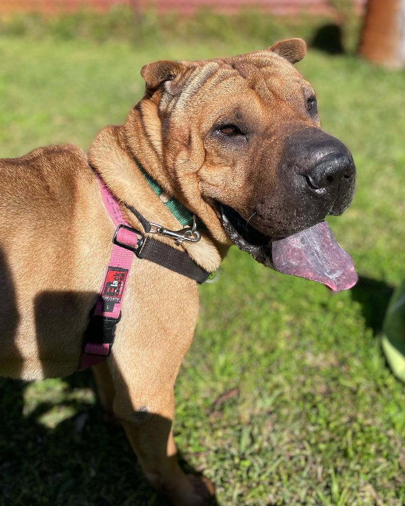 Shar Pei