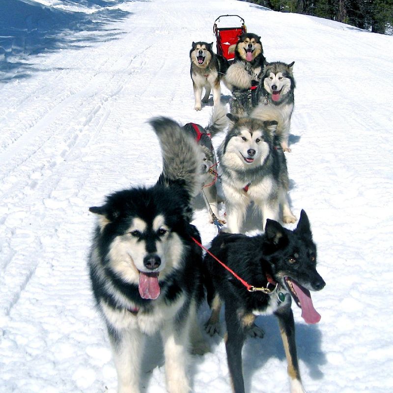 Alaskan Malamute