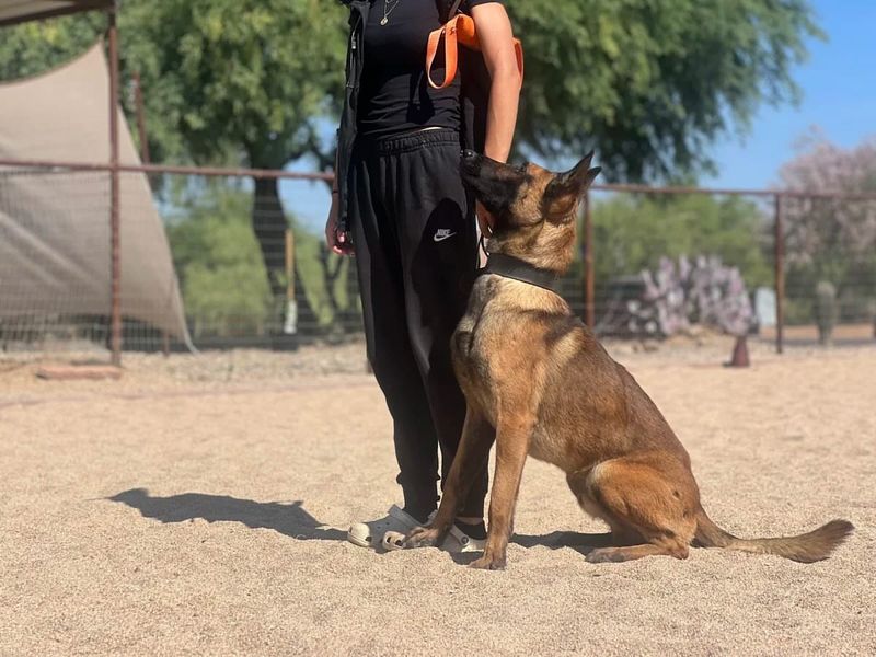 Belgian Malinois