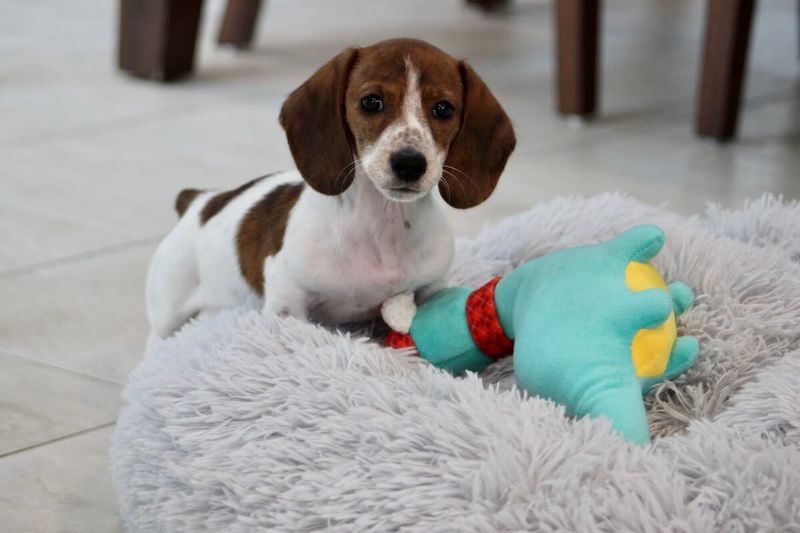 Dachshund