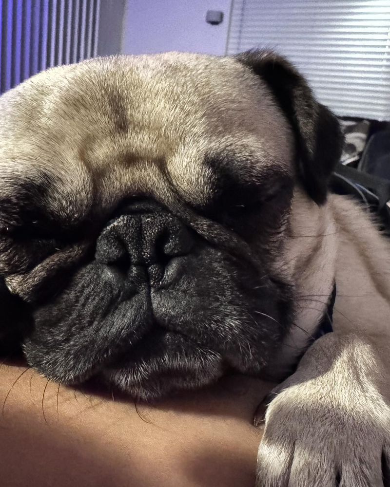 Pug