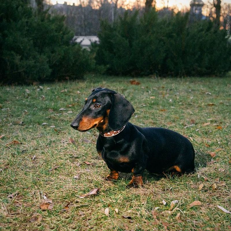 Dachshund