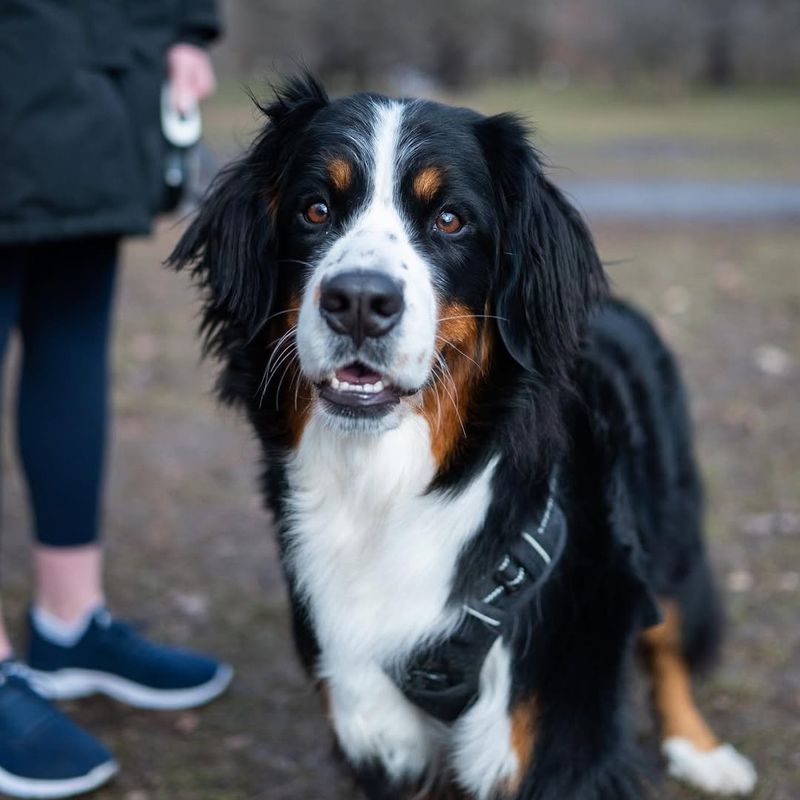 Bernese Mountain Dog