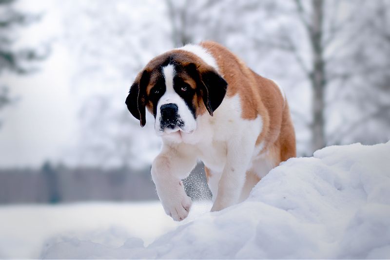 Saint Bernard