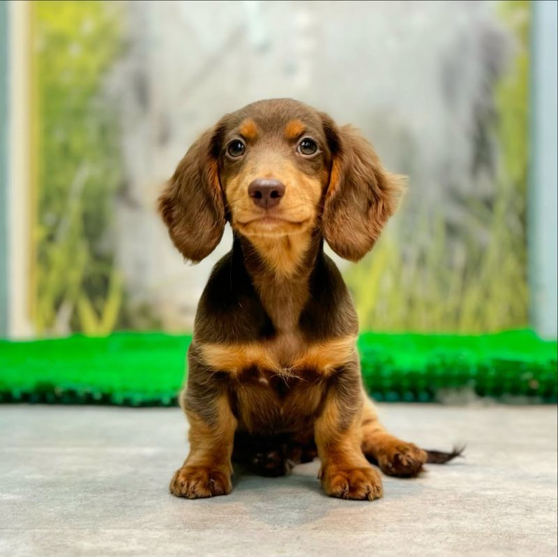 Dachshund