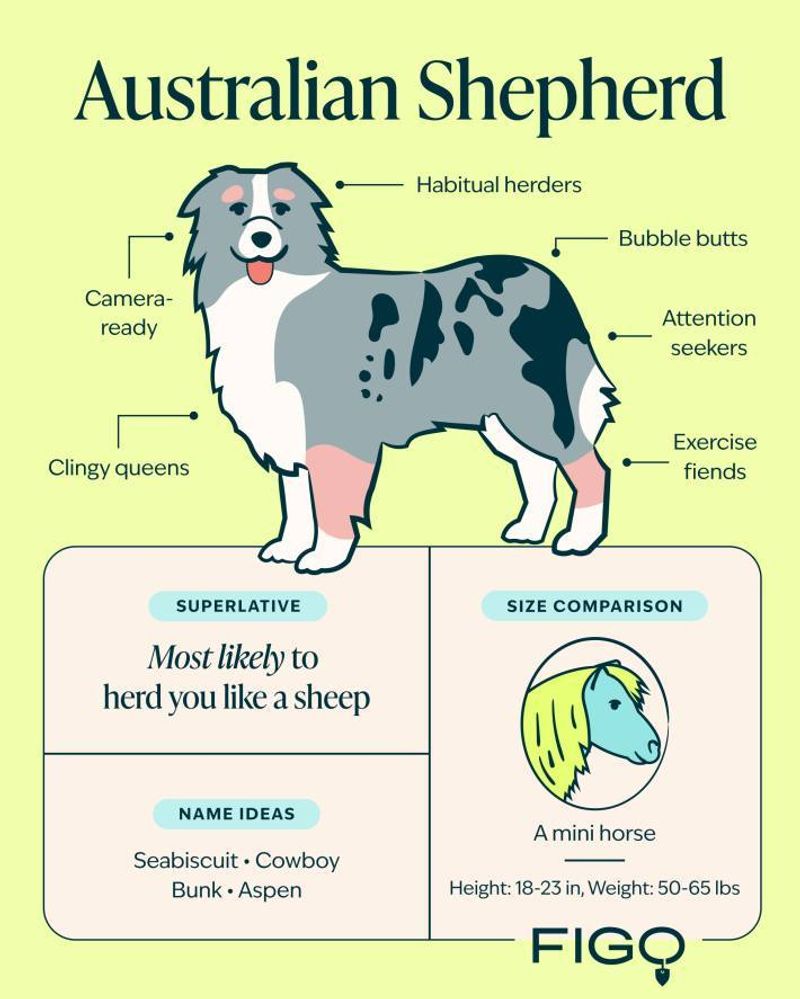 Australian Shepherd