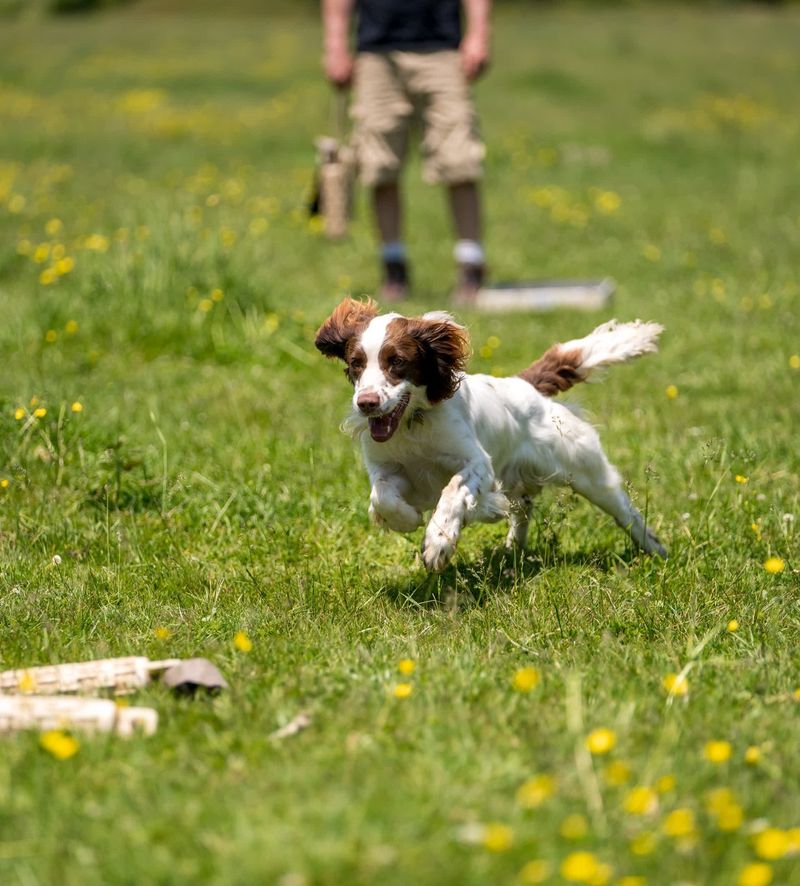 English Springer Spaniel