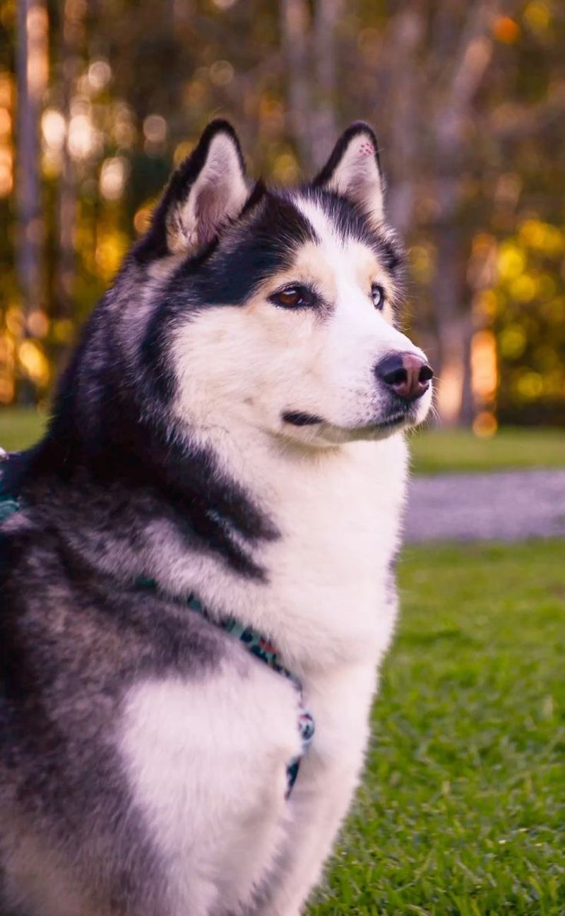 Siberian Husky