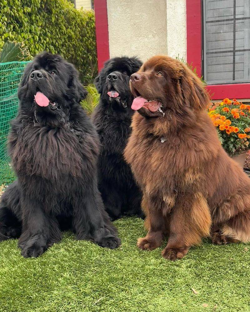 Newfoundland