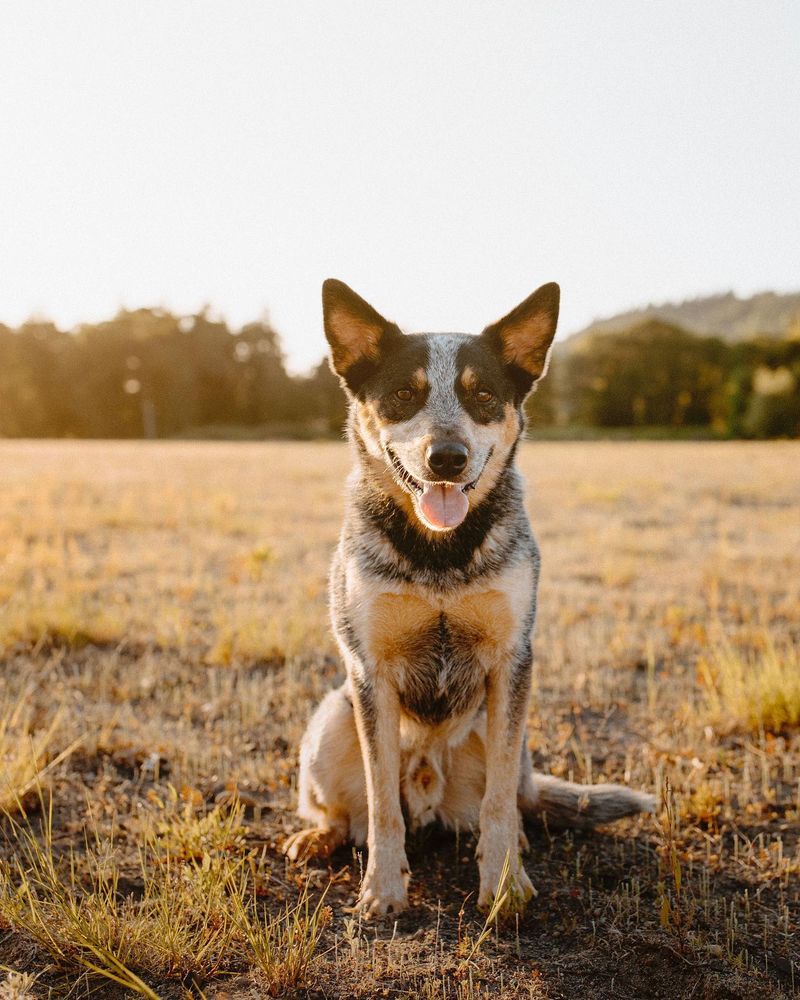 Australian Cattle Dog