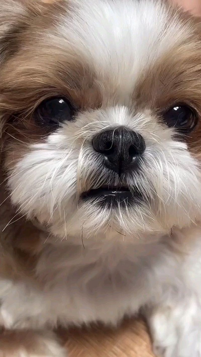 Shih Tzu
