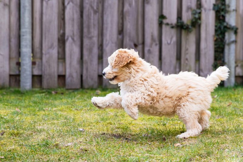 Labrador-Poodle Mix (Labradoodle)