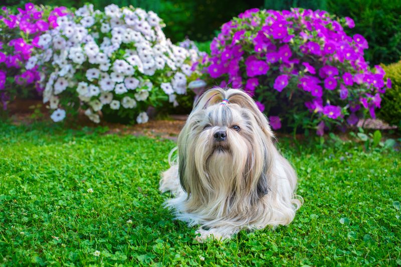 Shih Tzu - Massachusetts