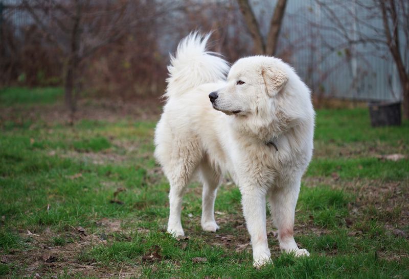 Maremma Sheepdog