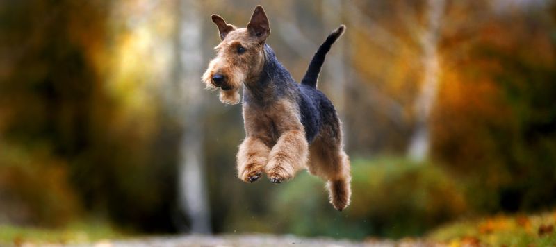 Airedale Terrier