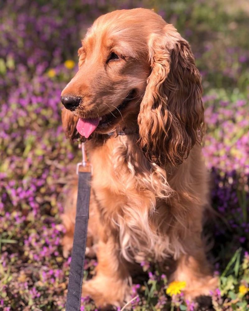Cocker Spaniel