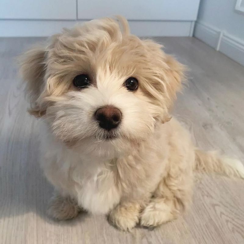 Havanese