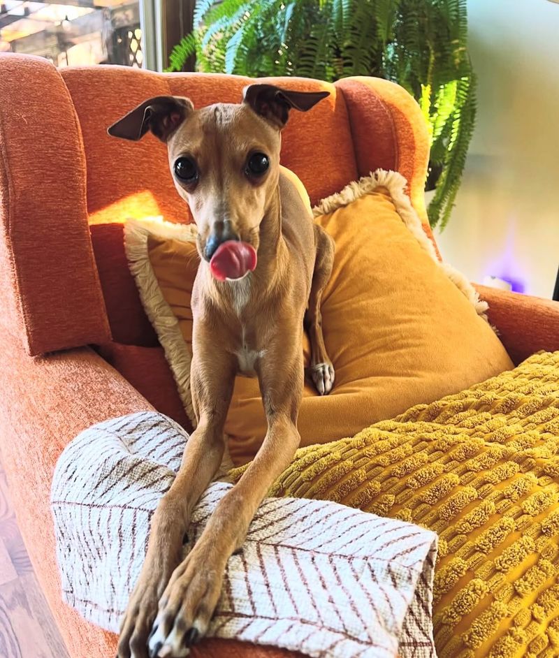 Italian Greyhound