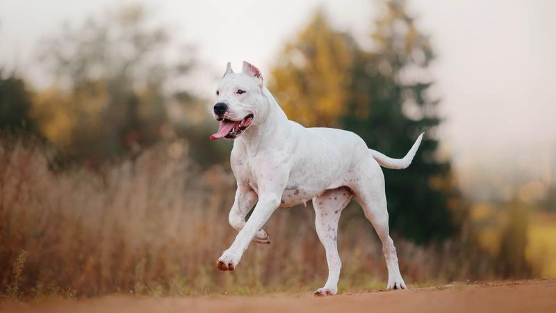 Dogo Argentino