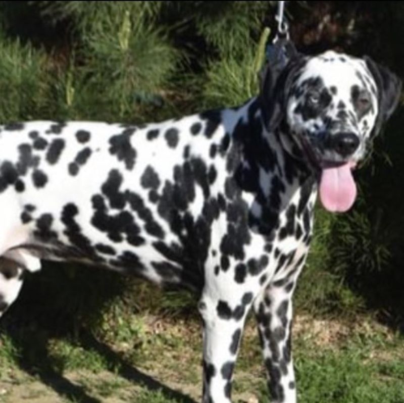 Dalmatian