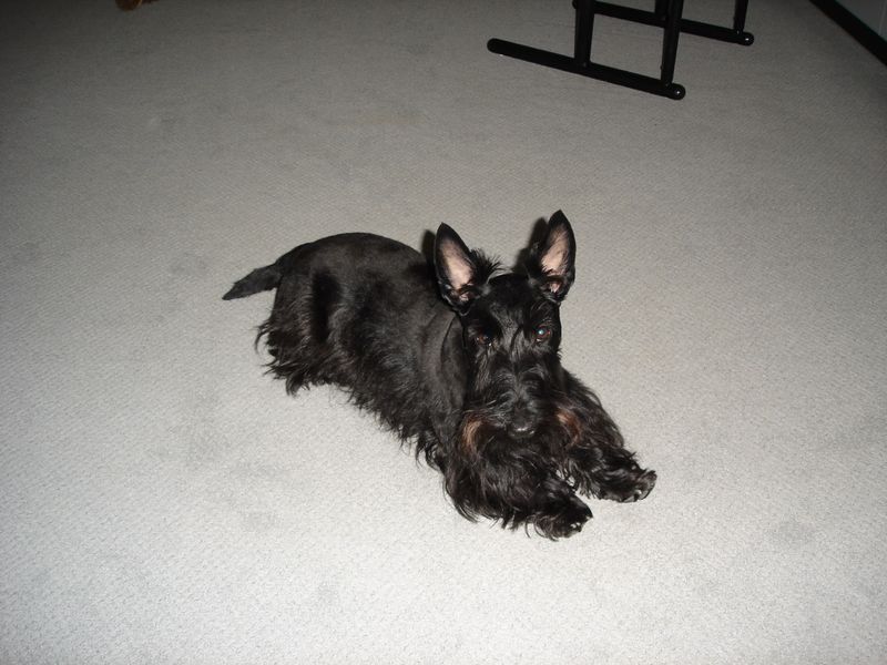 Scottish Terrier