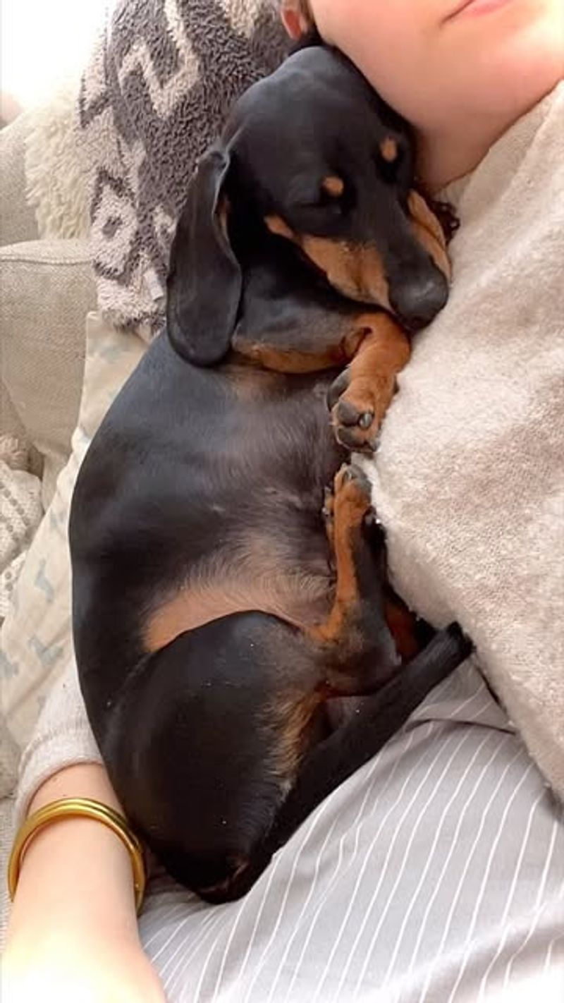 Dachshund