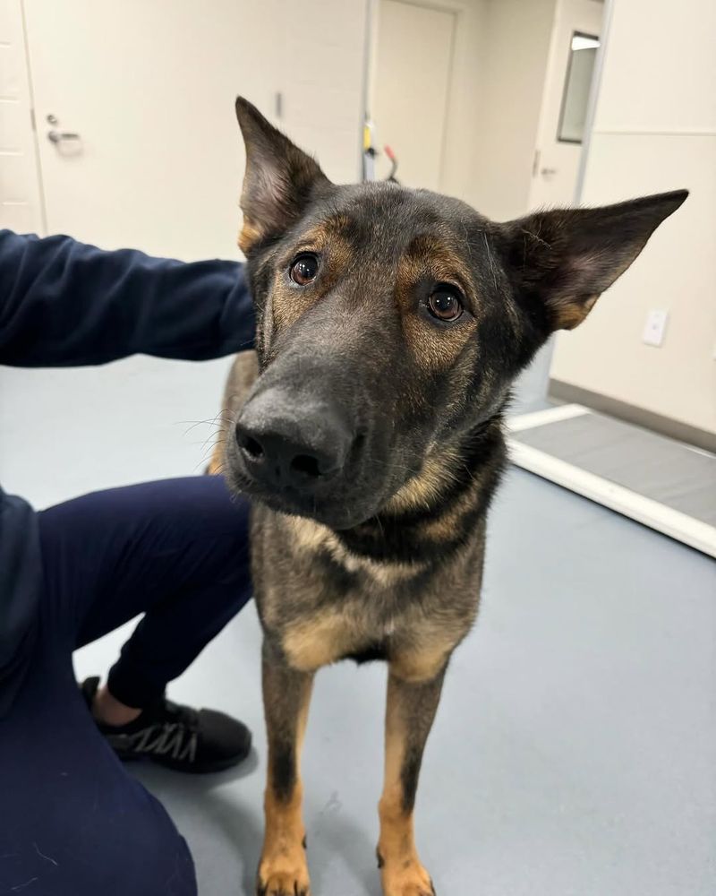 German Shepherd