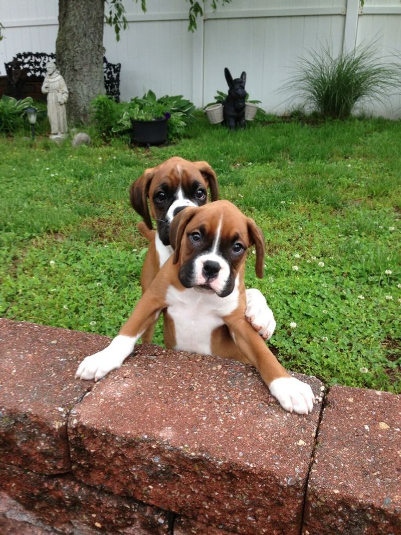 Boxer