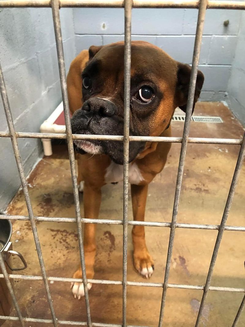Boxer