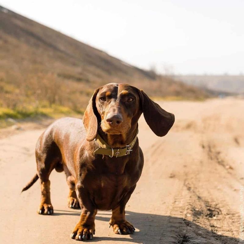 Dachshund