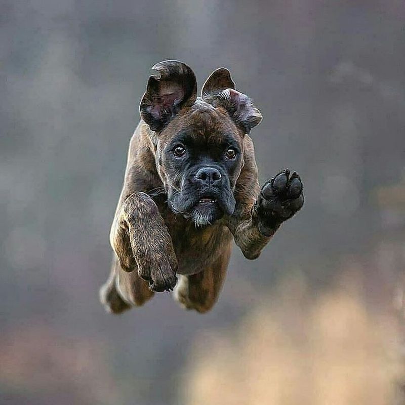Boxer