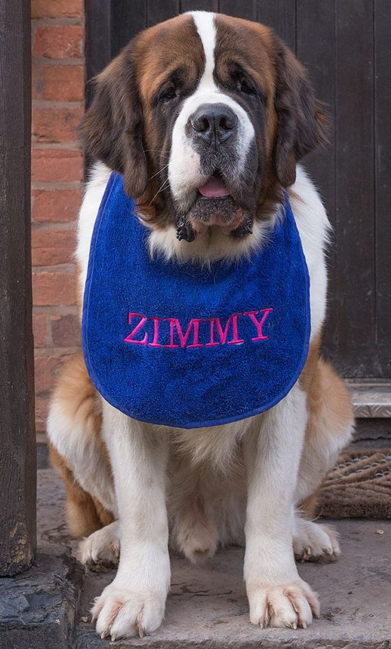 Saint Bernard