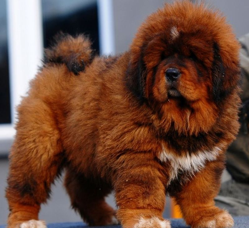 Tibetan Mastiff