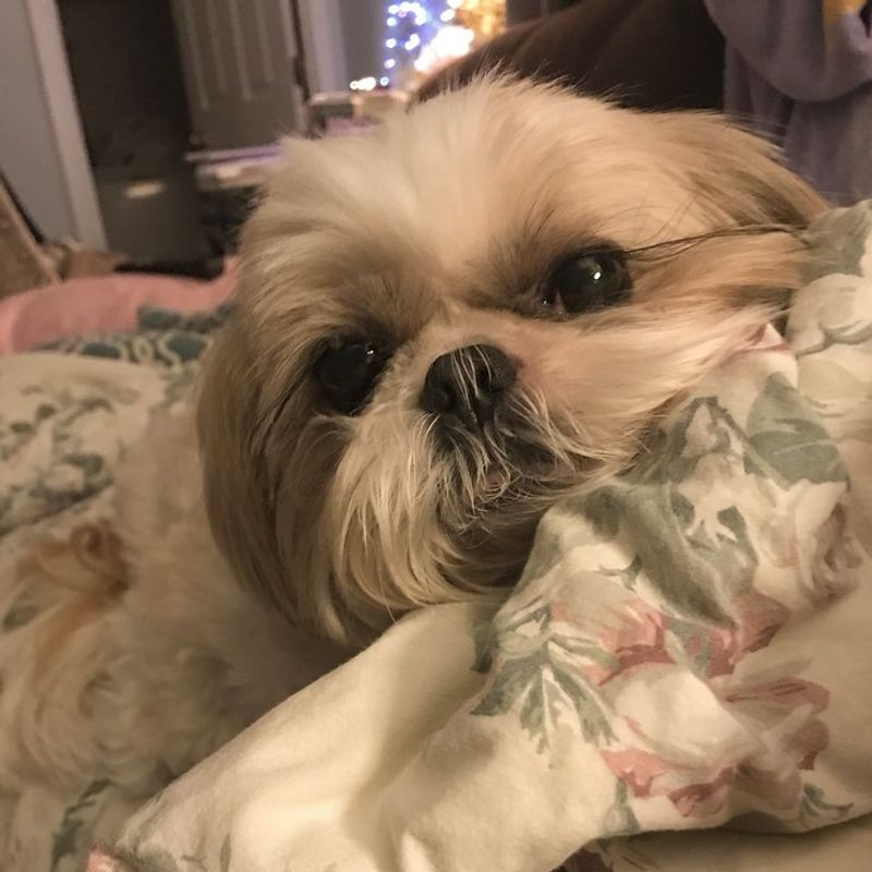 Shih Tzu