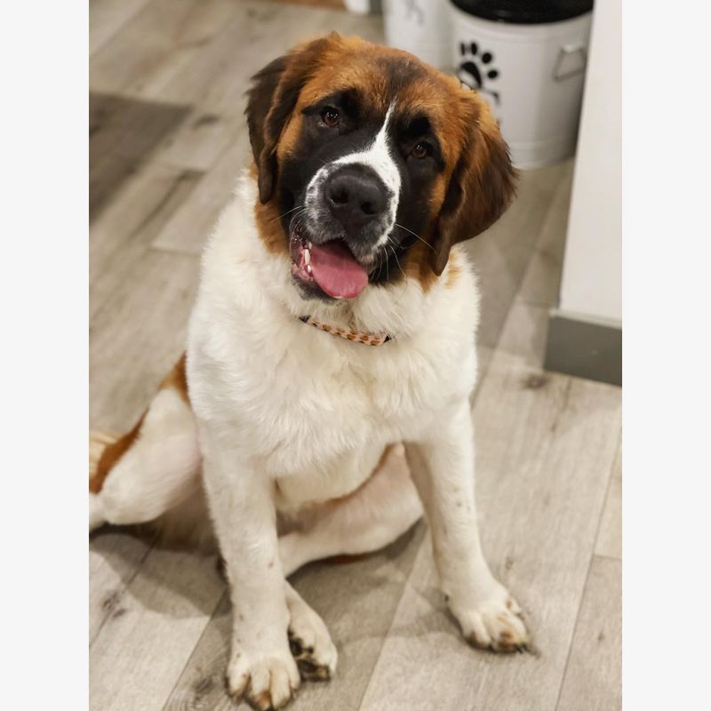 Saint Bernard