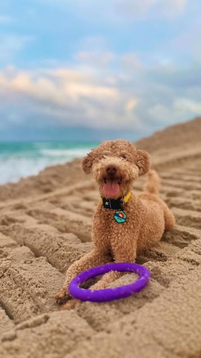 Poodle - Florida