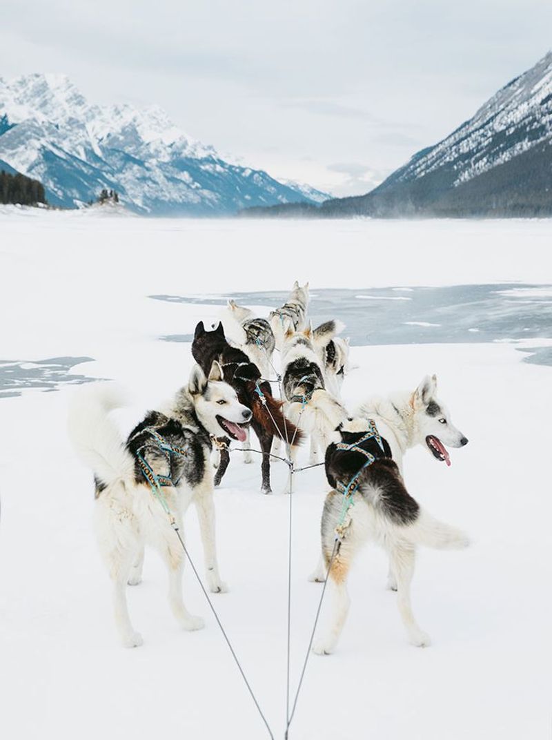 Siberian Husky