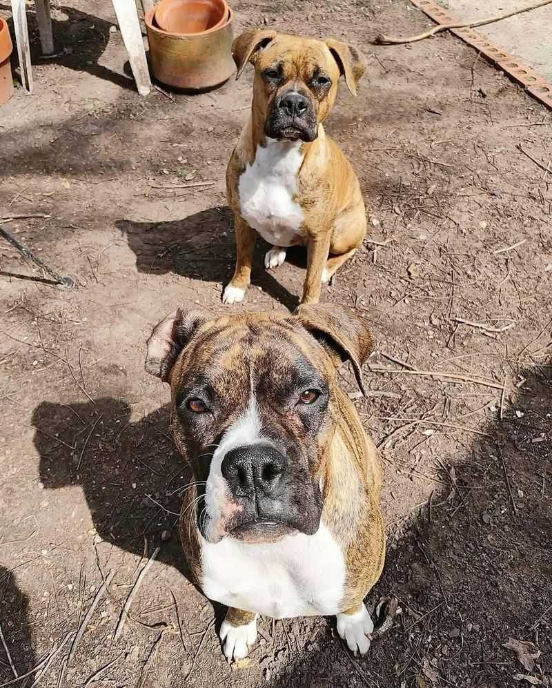 Boxer