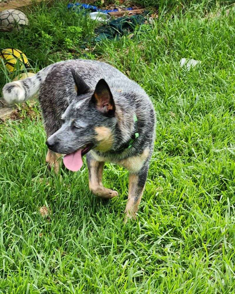 Australian Cattle Dog
