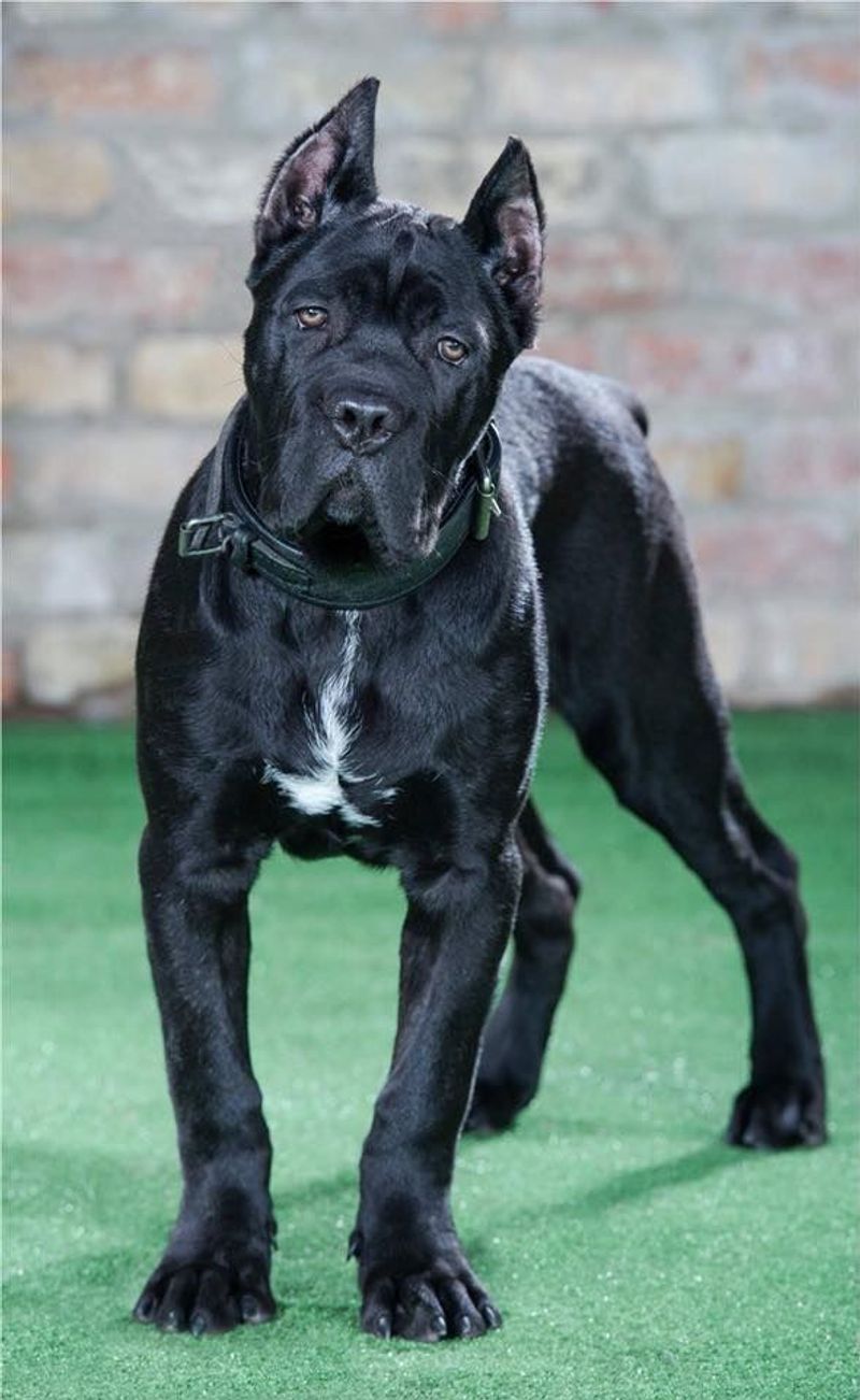Cane Corso