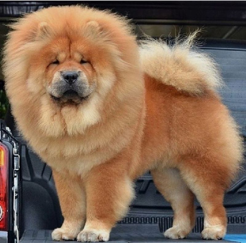 Chow Chow